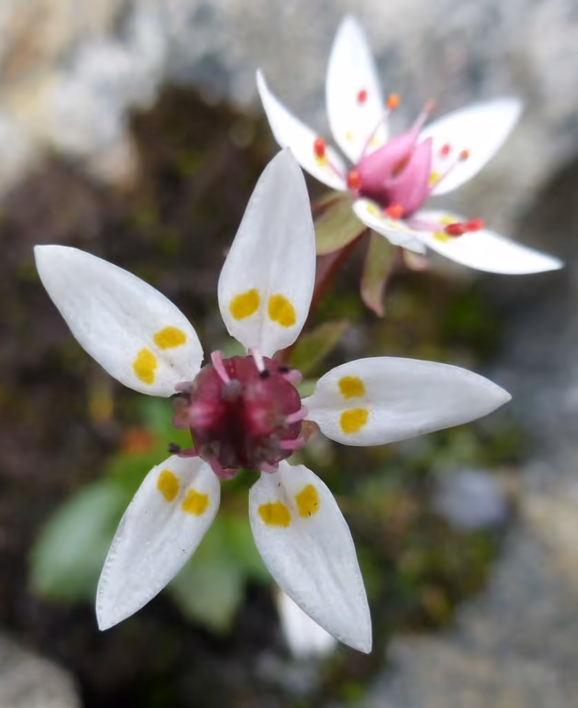 Saxifrage étoilée