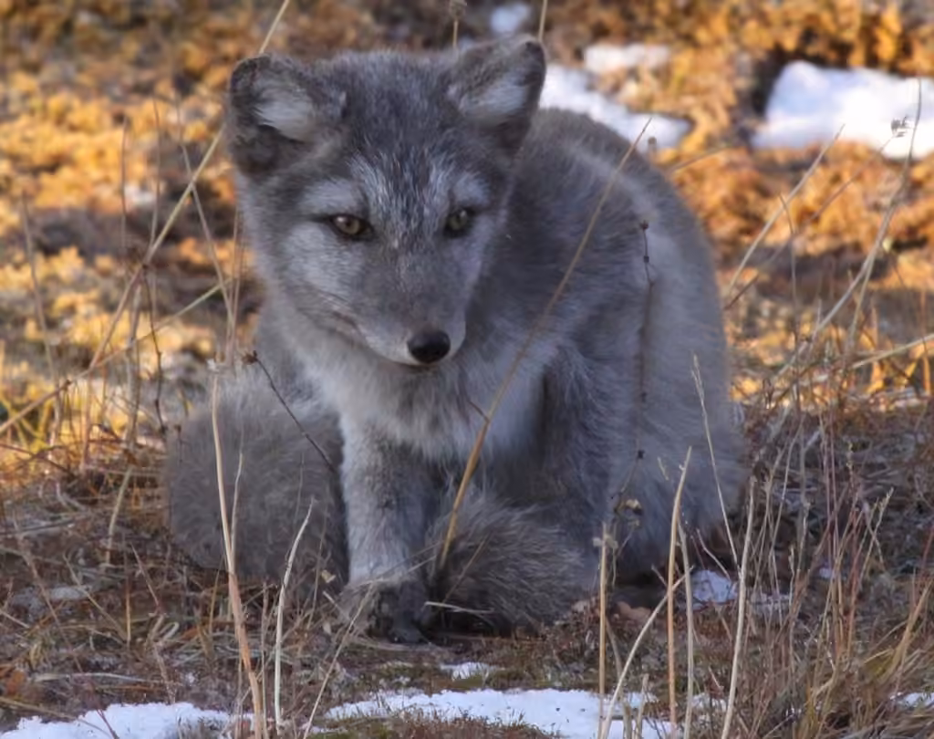 Arctic Fox, Juvenile