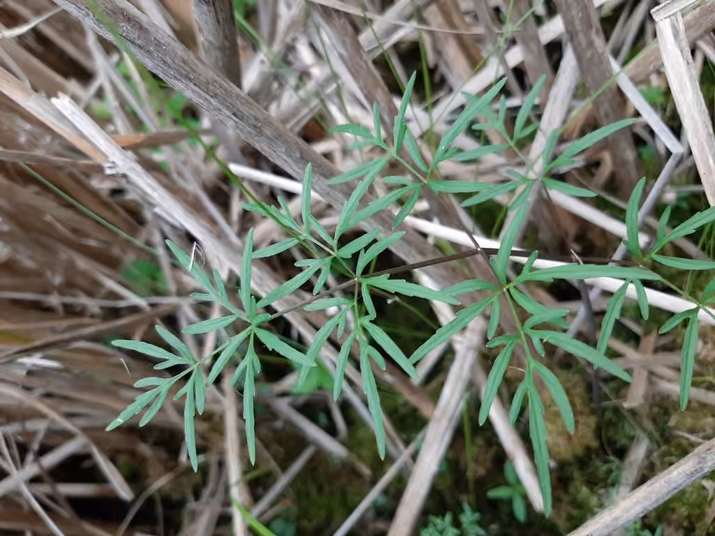 Cicutaire bulbifère, photo 1 sur 5