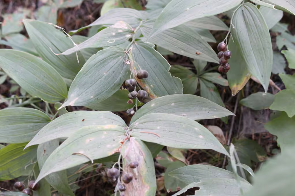 Little false Solomon's-seal, In fruit