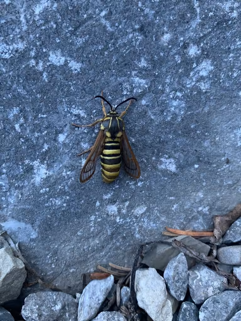 American Hornet Moth, Female