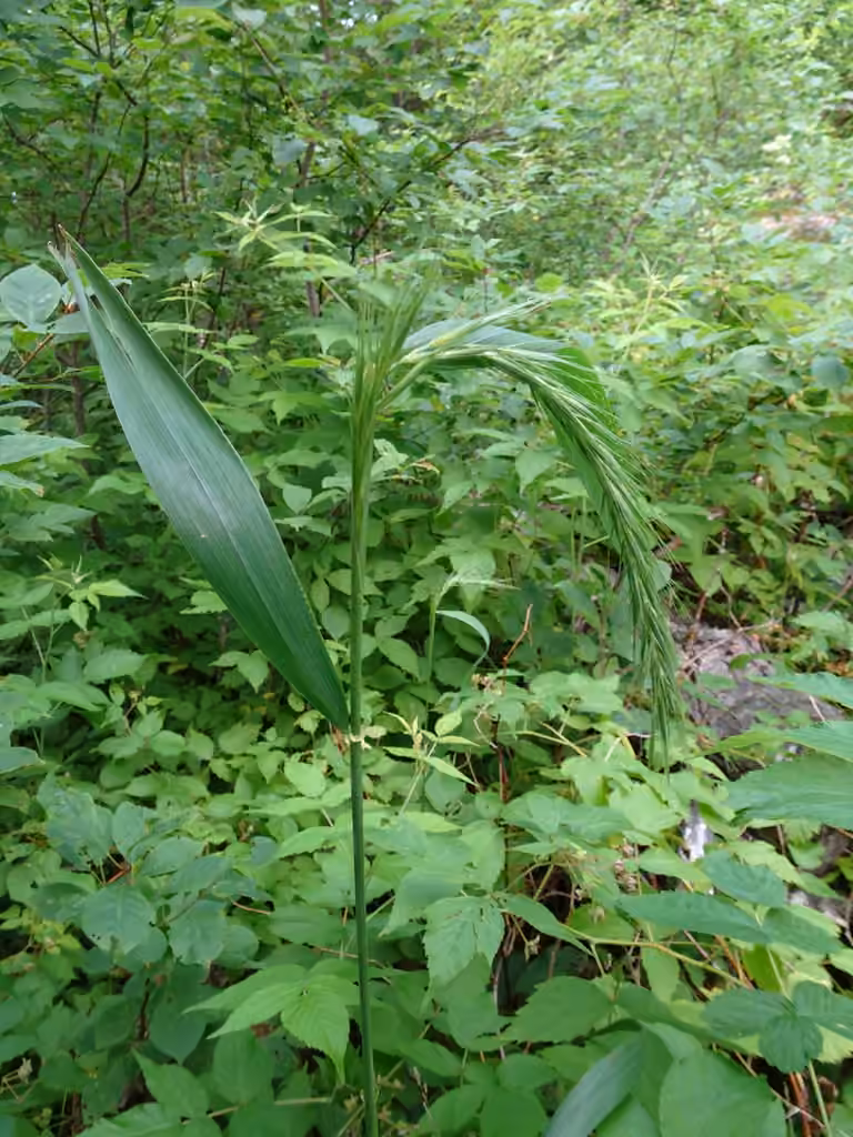 Northern riverbank wildrye, photo 3 of 5