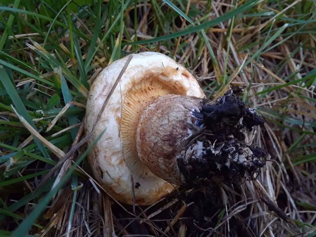 Spring Paxillus, photo 2 sur 5
