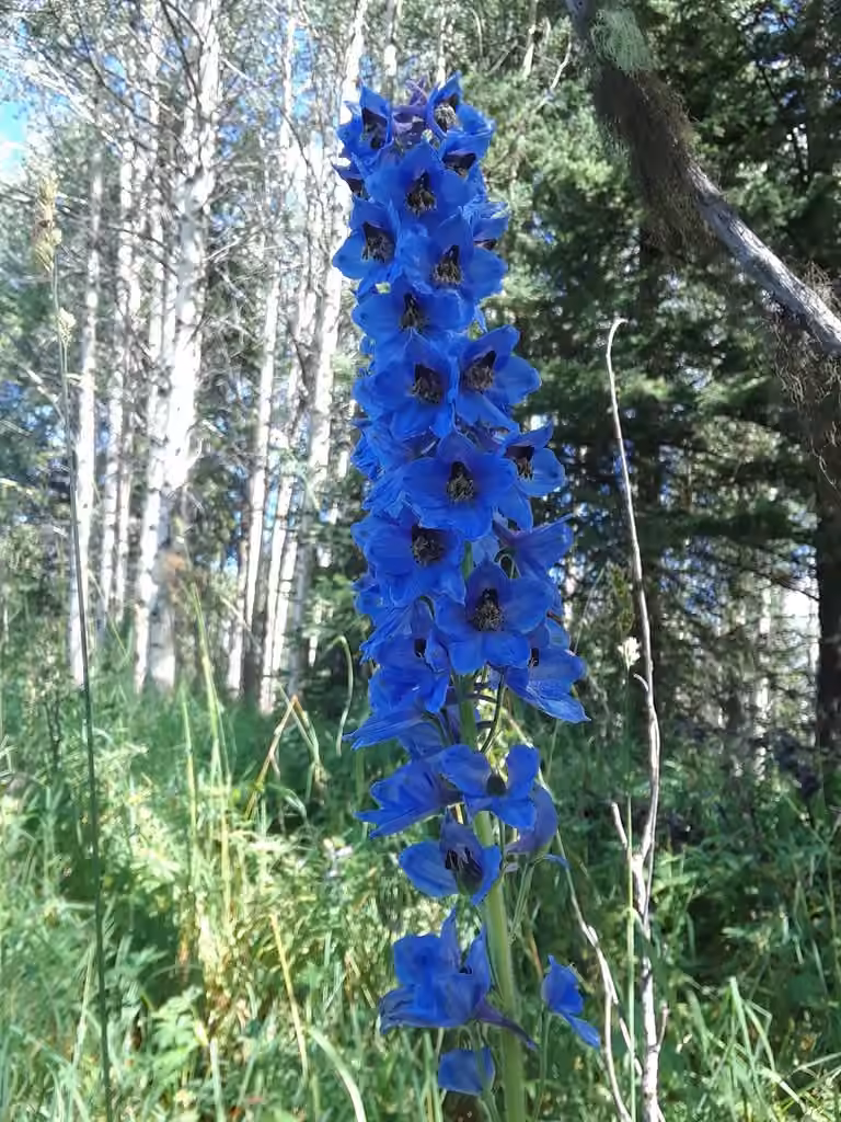 Garden Delphinium, En fleurs