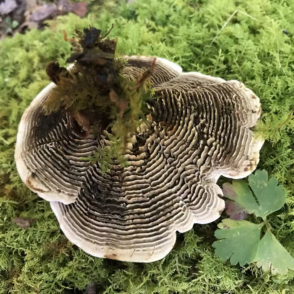 Coltricia montagnei, photo 3 sur 5