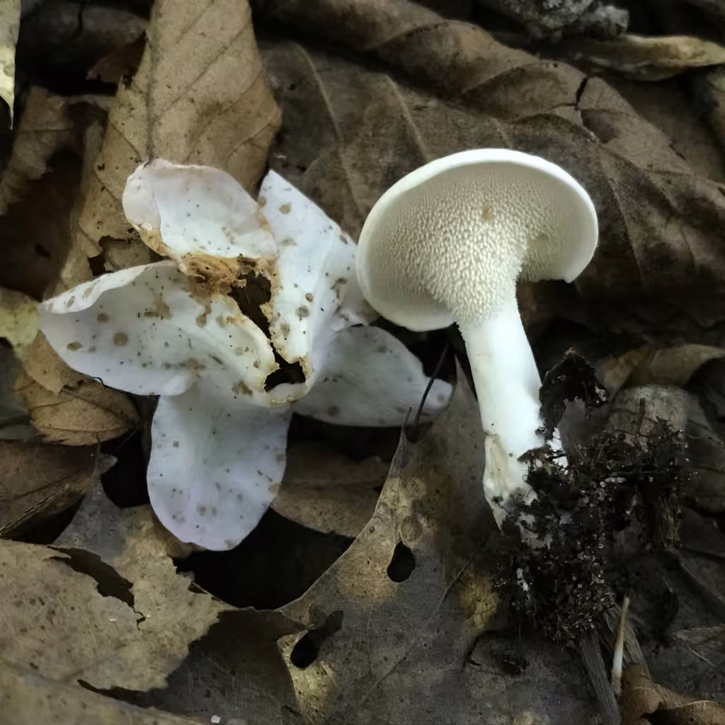 Pied de mouton blanc, photo 1 sur 5