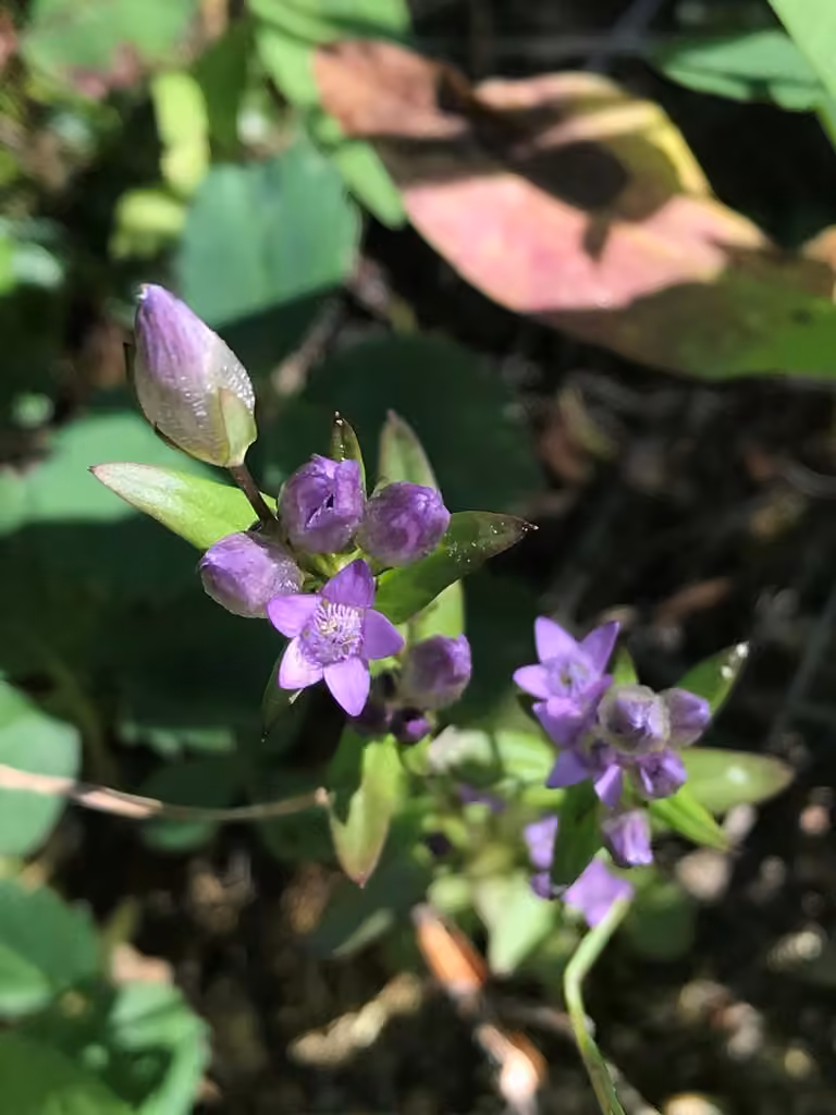 Autumn dwarf-gentian, In fruit
