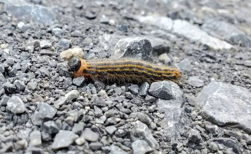 Drexel's Datana Moth, Chenille