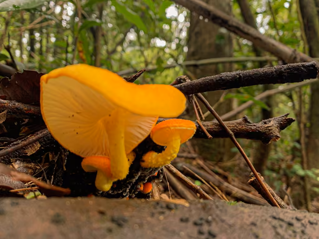 Golden-scruffy Collybia, photo 3 sur 5