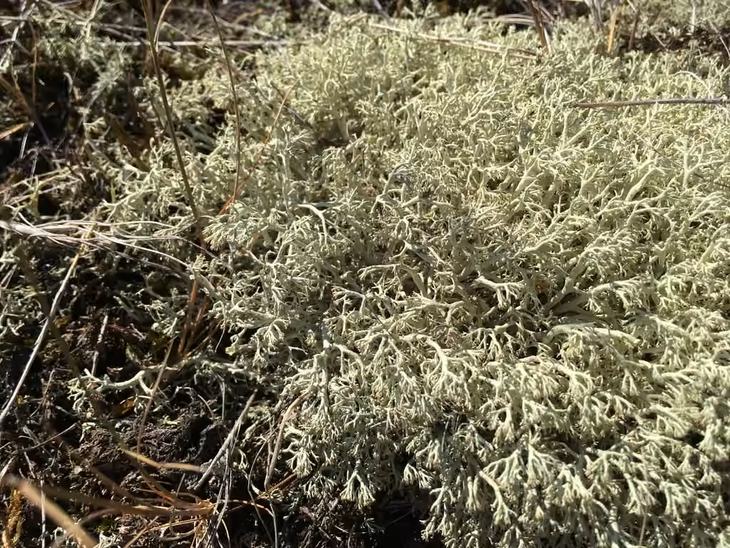Reindeer Lichen, photo 2 of 5