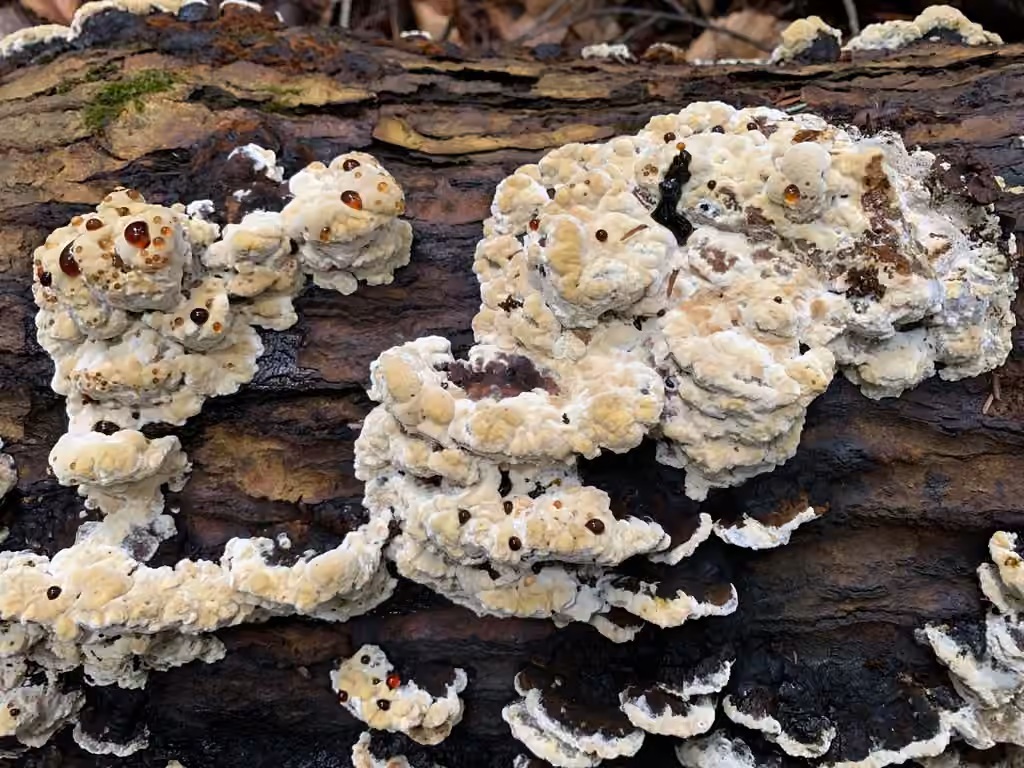 Polypore aggloméré