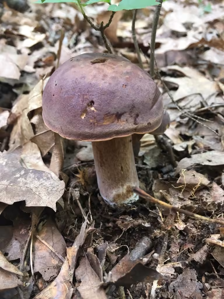 Beveled-cap Bolete, photo 3 of 5