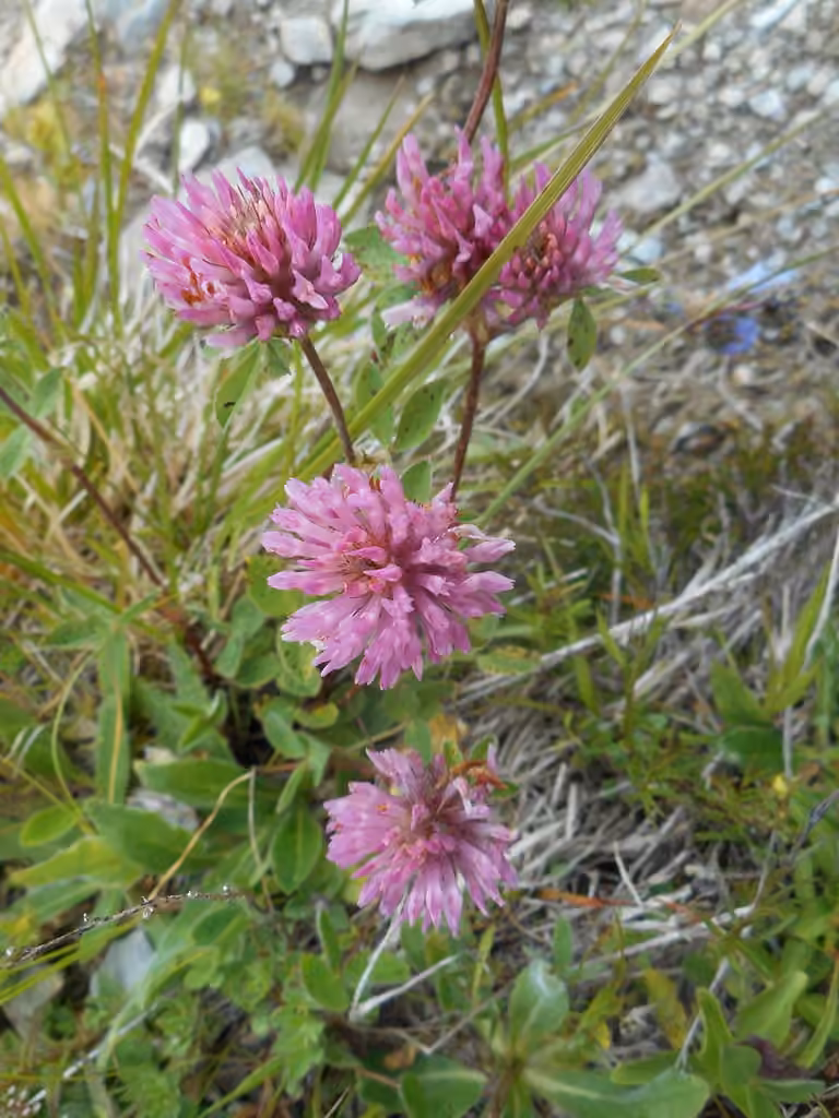 Trèfle rouge, En fleurs