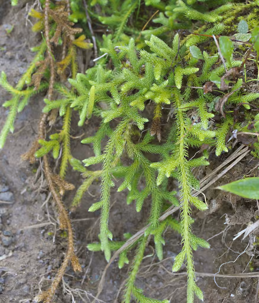 Lycopode claviforme