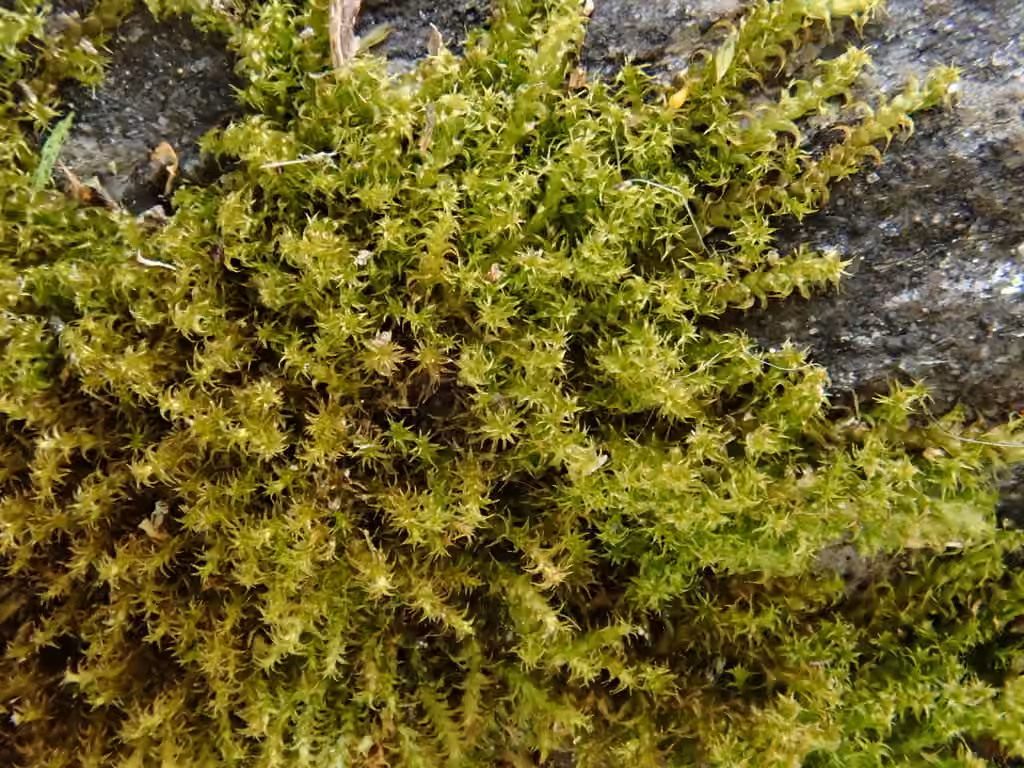 Haller's Feather-moss, photo 1 of 5