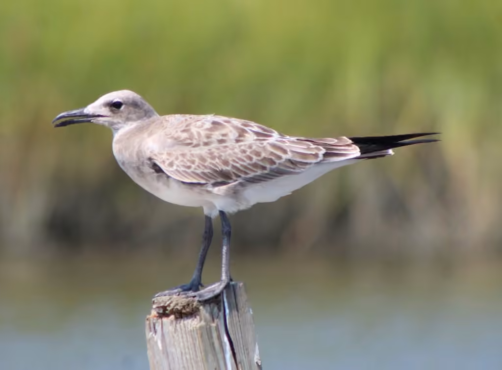Laughing Gull, Juvenile