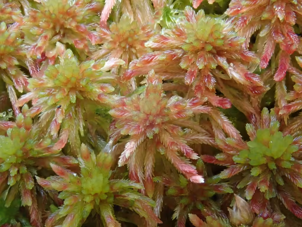Five-ranked Bog-moss, photo 1 of 5