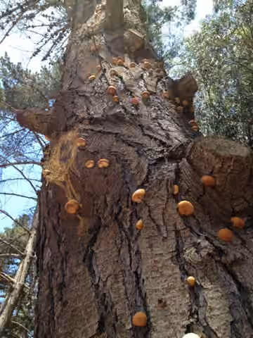 Polypore à volve, photo 3 sur 5