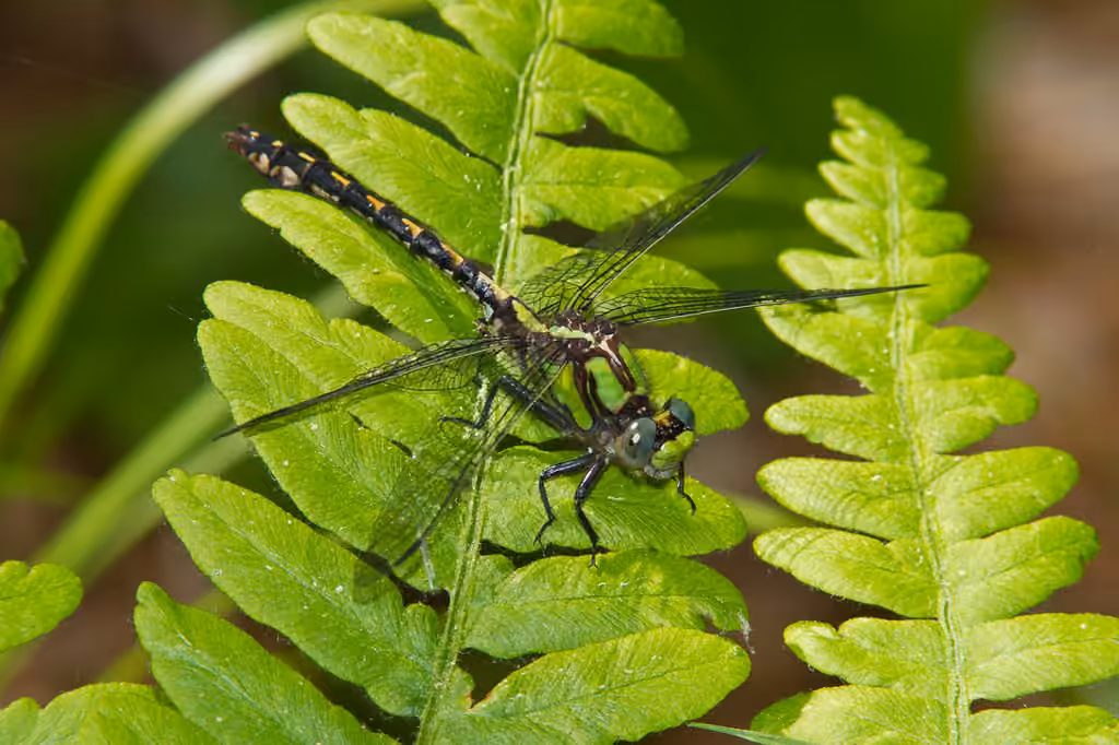 Ophiogomphe de Carole, photo 1 sur 5