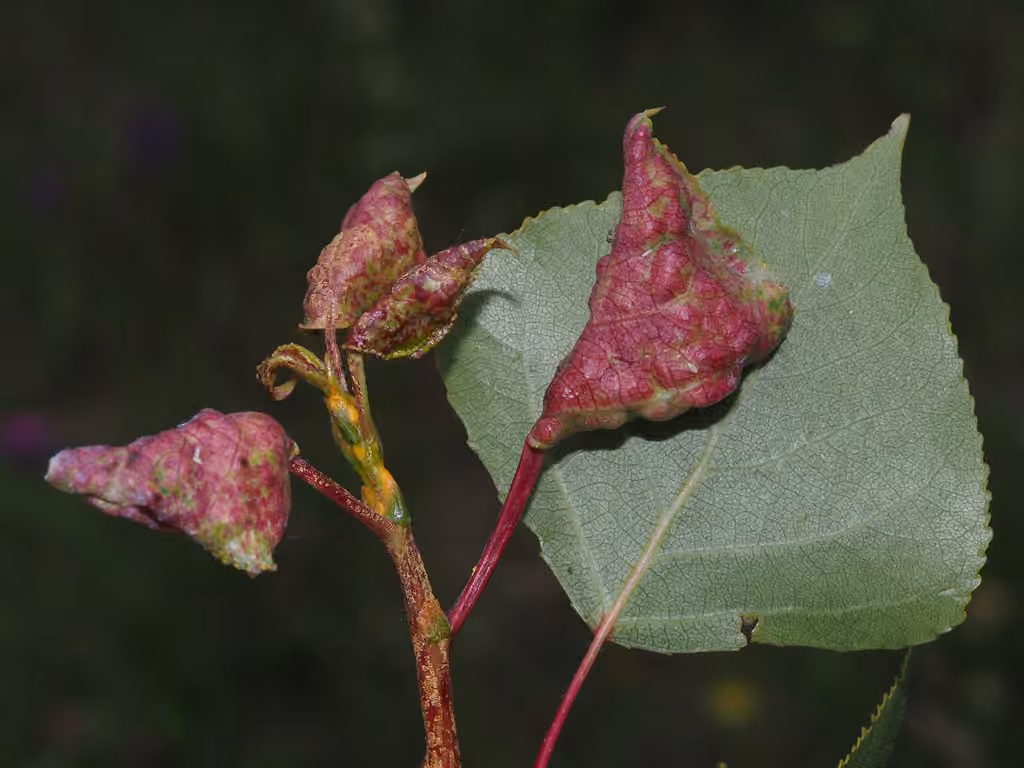 Poplar-Buttercup Gall Aphid, photo 2 of 5