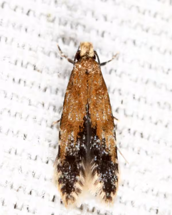 Homosetia costisignella, Adulte