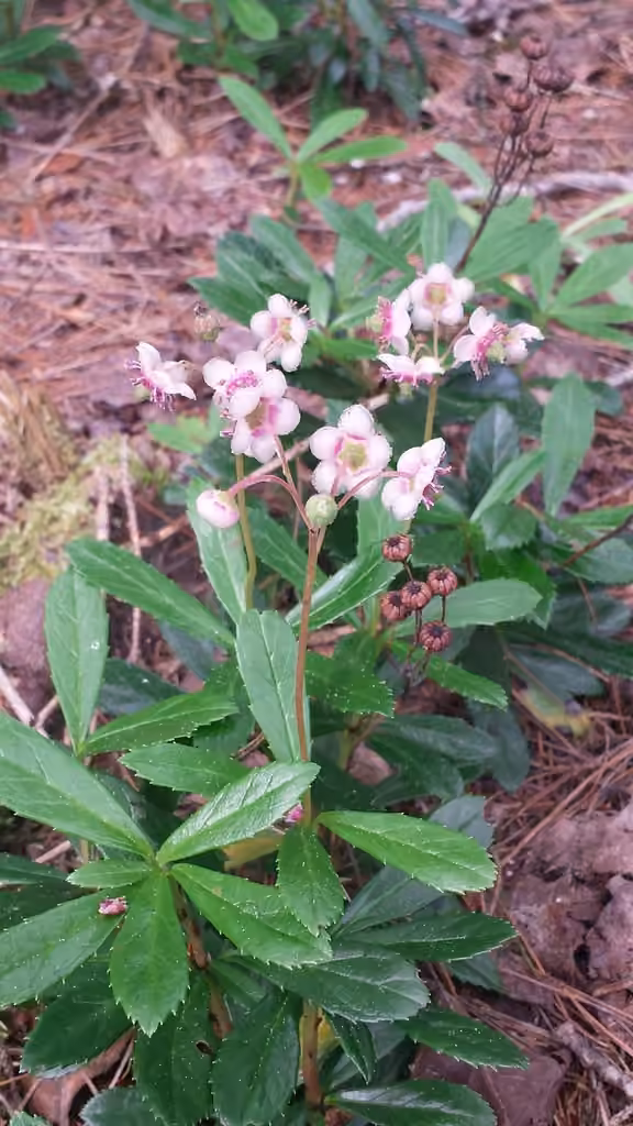 Pipsissewa, In fruit