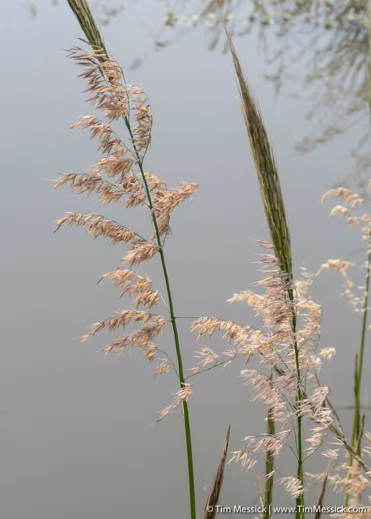 Northern zizania, In flower