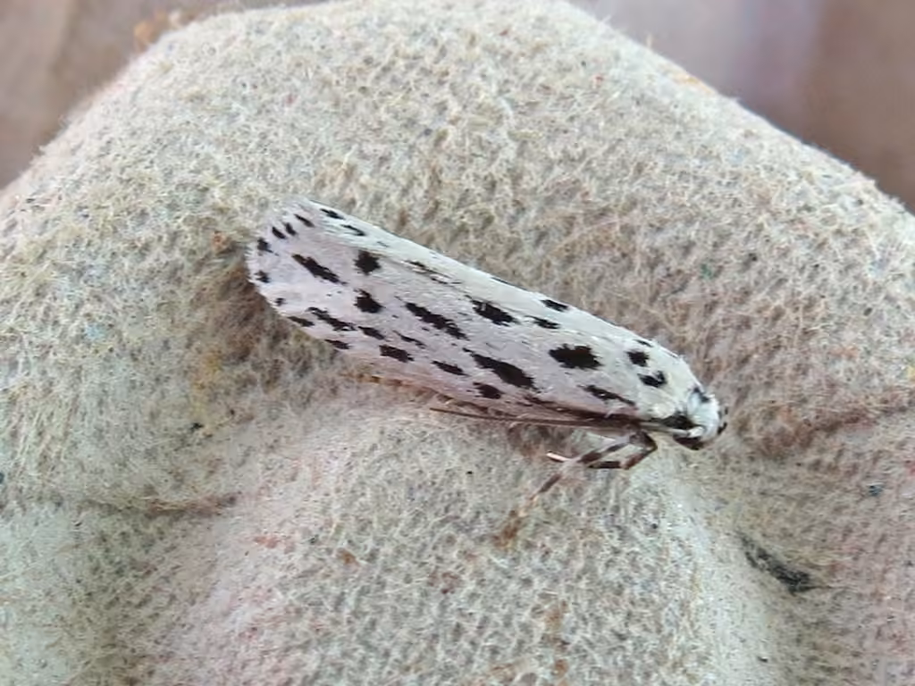 Streaked Ethmia Moth, Adult