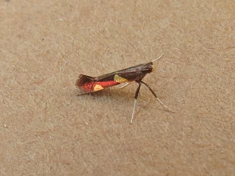Caloptilia cornusella, photo 1 sur 5