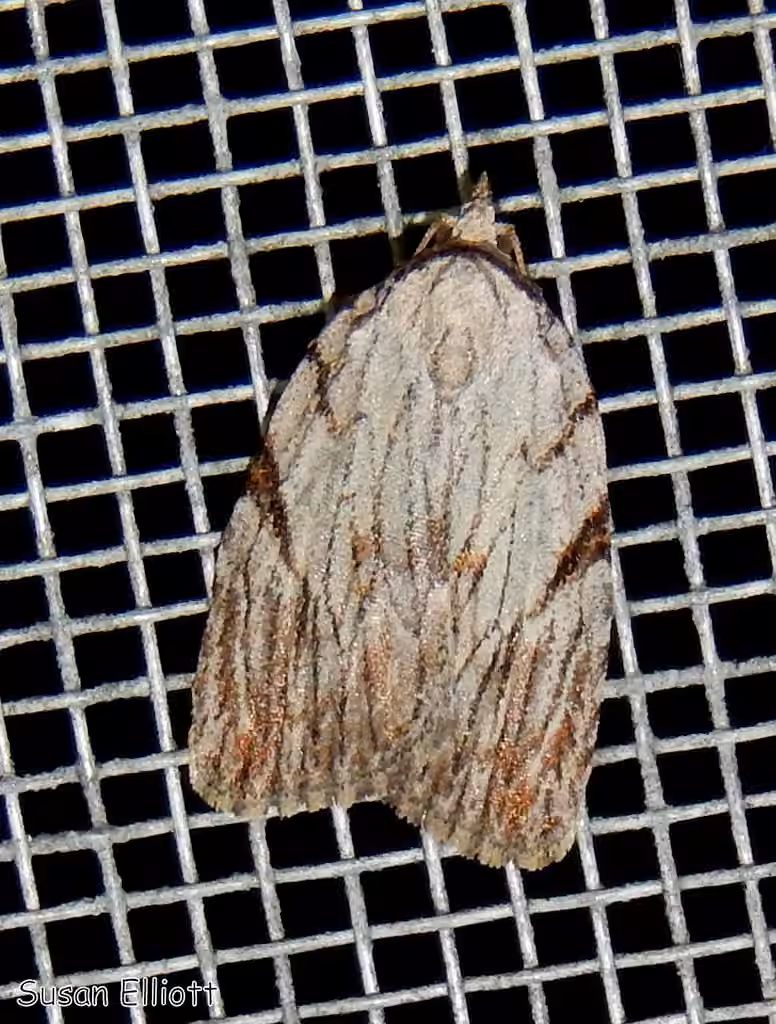 Three-lined Balsa Moth, photo 3 of 5