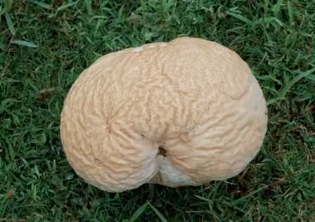 Vesse-de-loup crâniforme