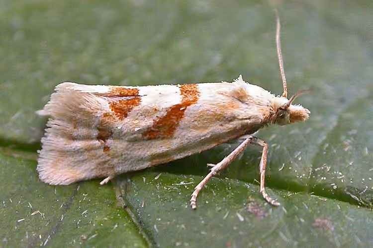 Smeathmann's Aethes Moth, photo 1 sur 5
