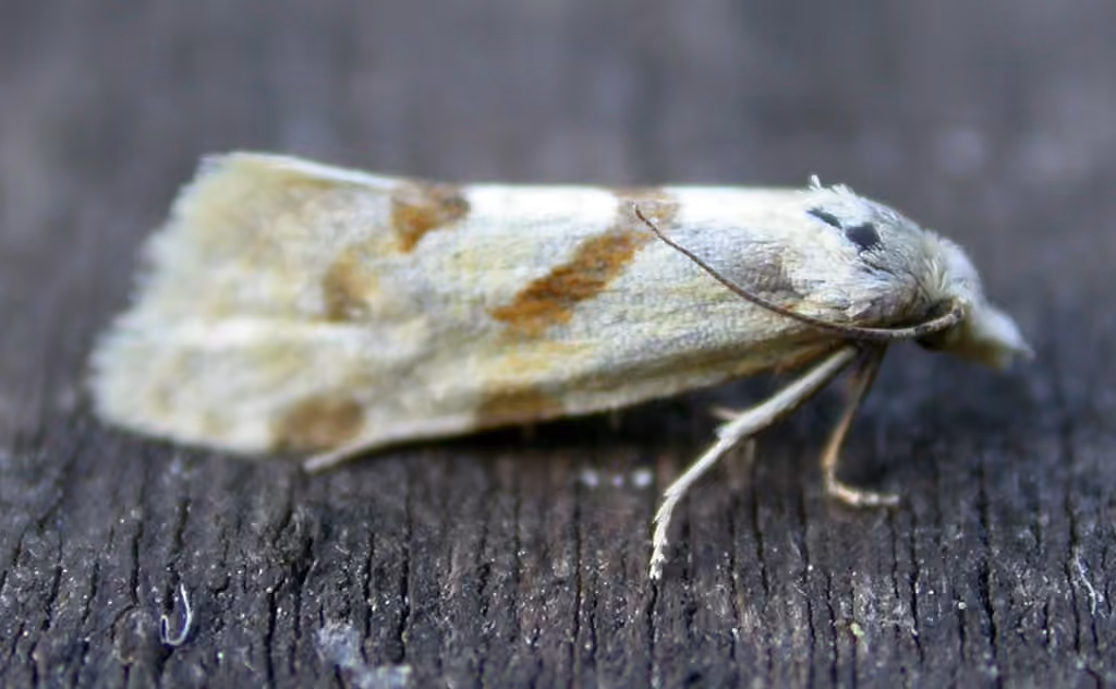 Smeathmann's Aethes Moth, photo 2 sur 5