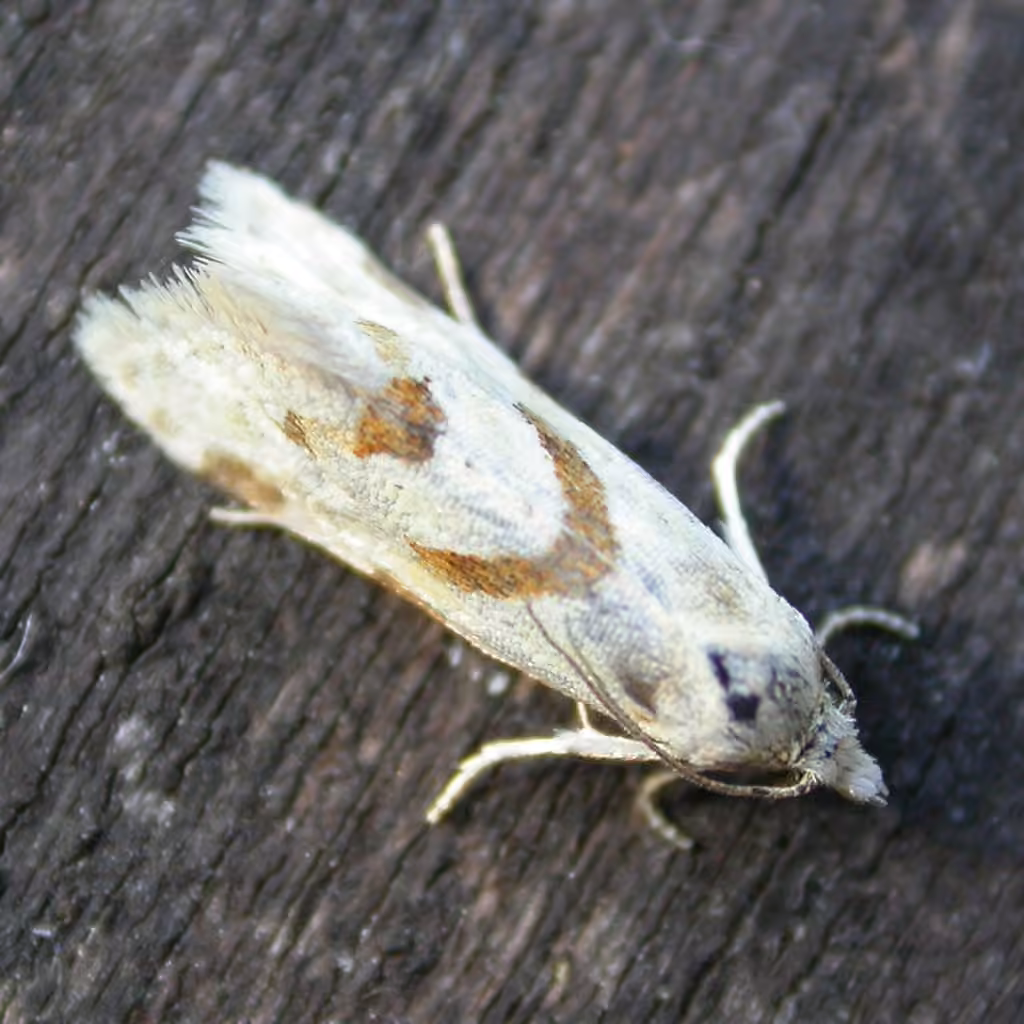 Smeathmann's Aethes Moth, photo 3 sur 5