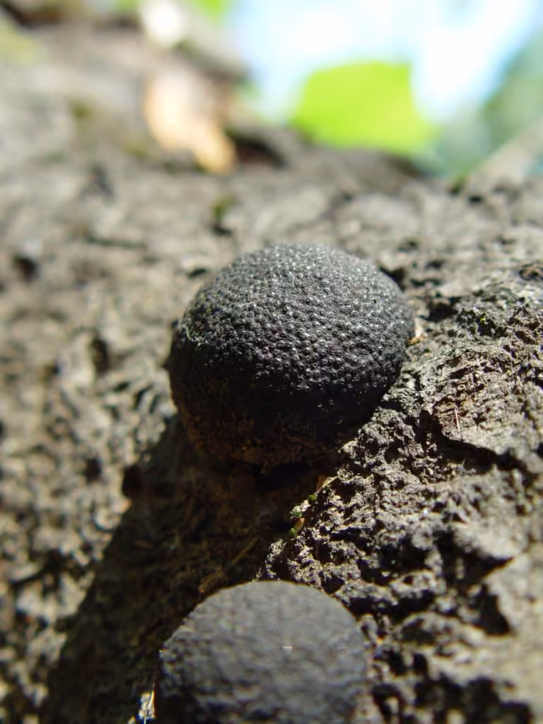 Cramp Balls, photo 1 sur 5