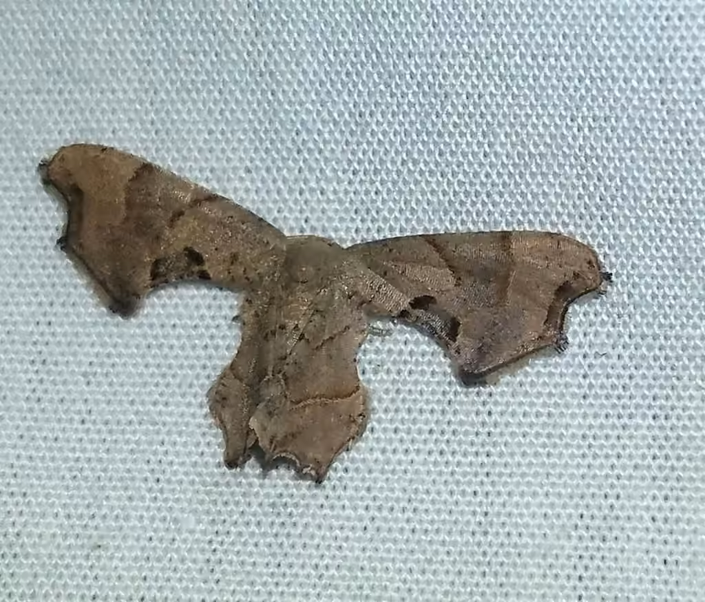 Brown Scoopwing, Adulte