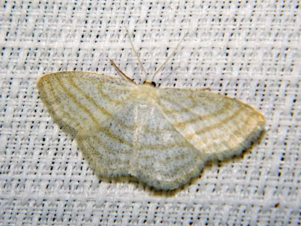 Four-lined Wave Moth, Adult
