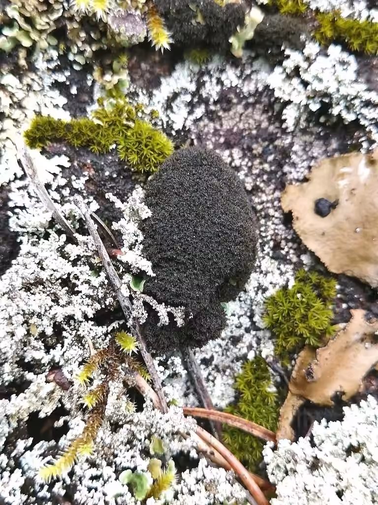 Spilonème des roches