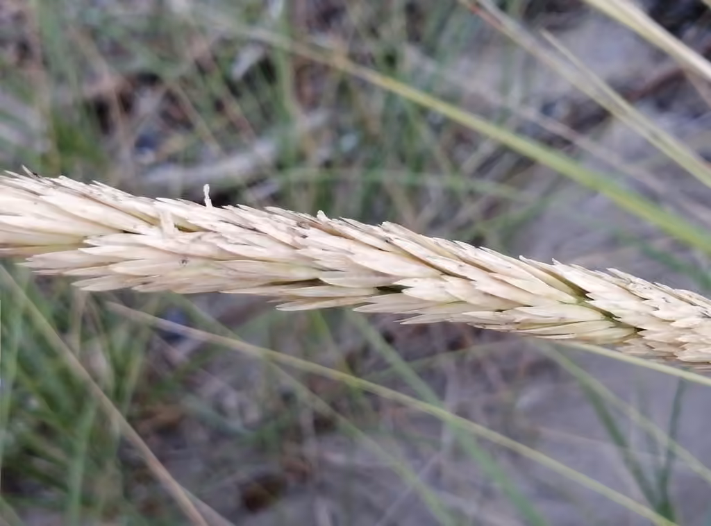 Marramgrass, In flower