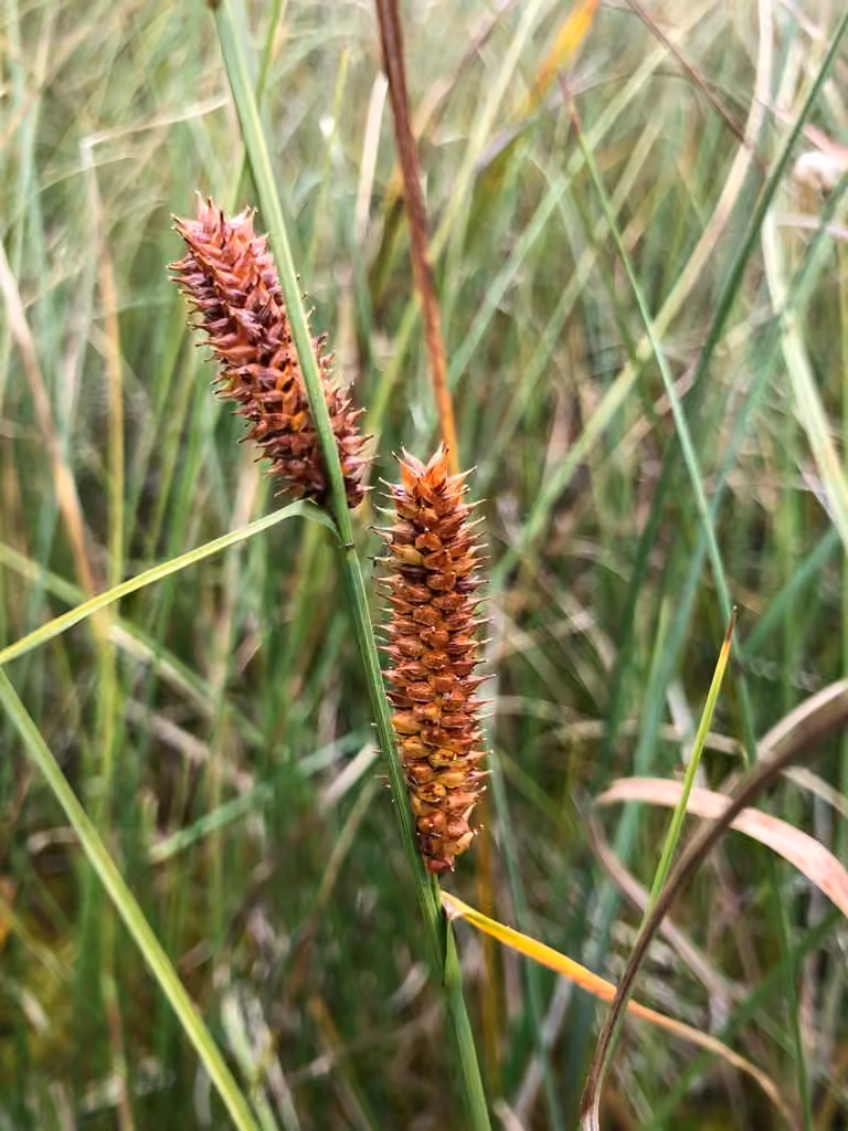 Round sedge, photo 1 of 5
