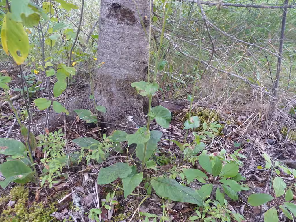 Épervière maculée, En fruits