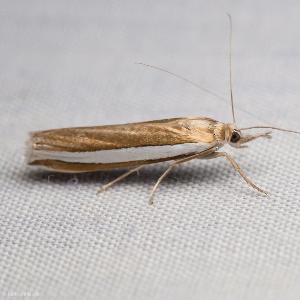 Wide-striped Grass-veneer, photo 1 sur 5