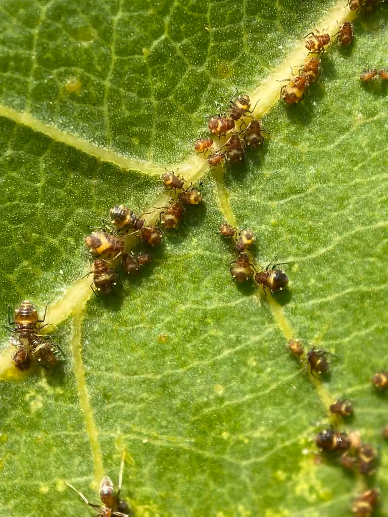 Smoky Poplar Aphid, Nymph