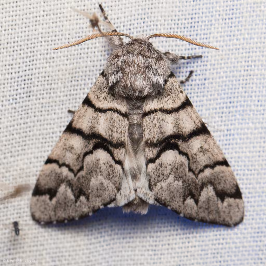 Noctuelle du pin blanc, photo 1 sur 5