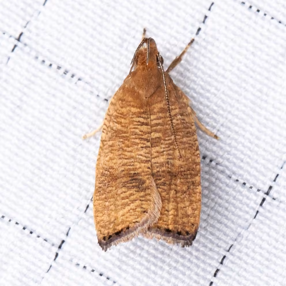 Oécophore à deux feuilles, Adulte