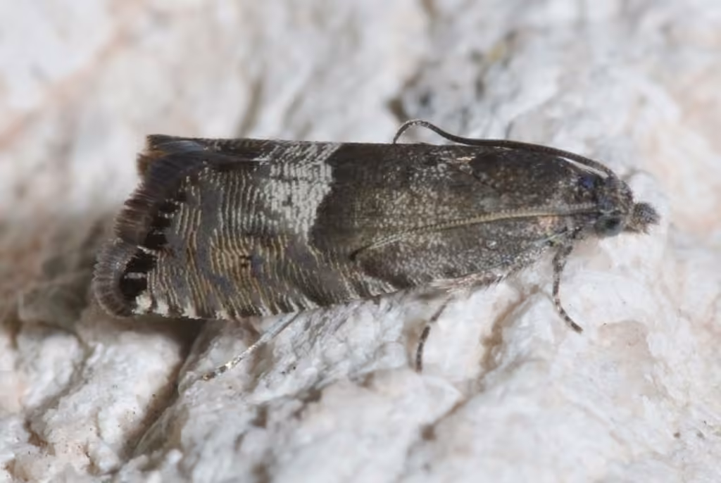 Speckled Sereda Moth, Adult