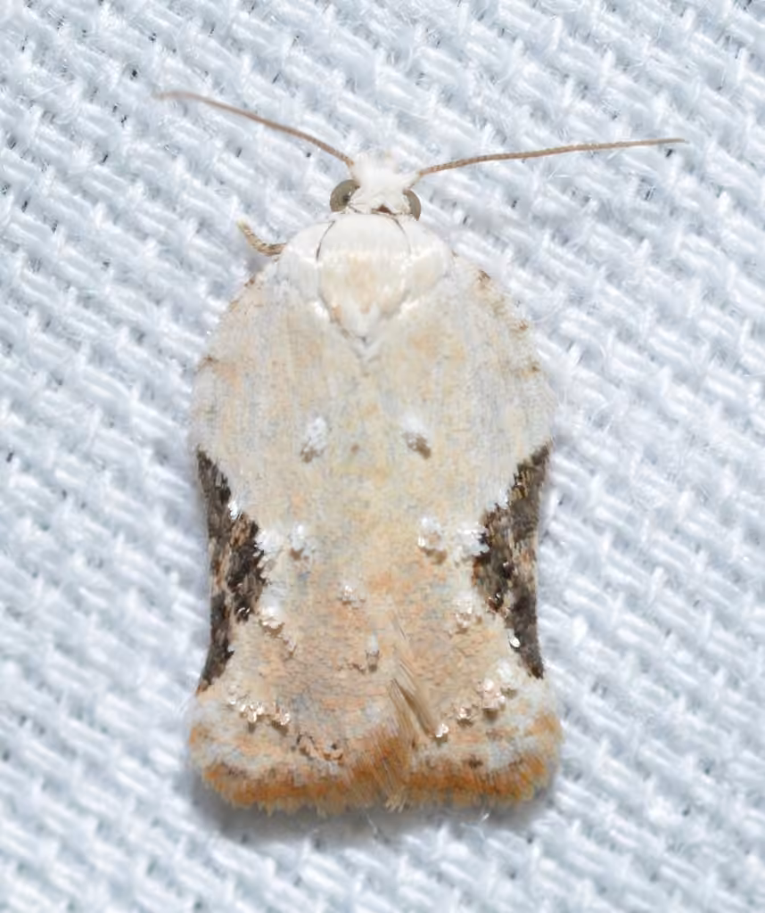 Bent-winged Acleris Moth, Adulte