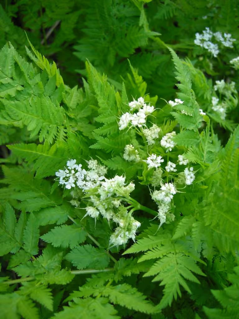 Anise, photo 1 of 5