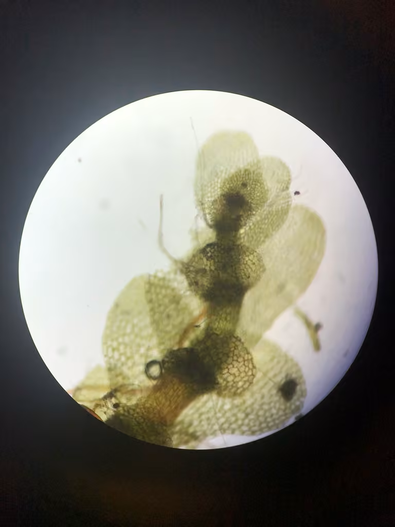 Meylan's Pouchwort, photo 2 of 5