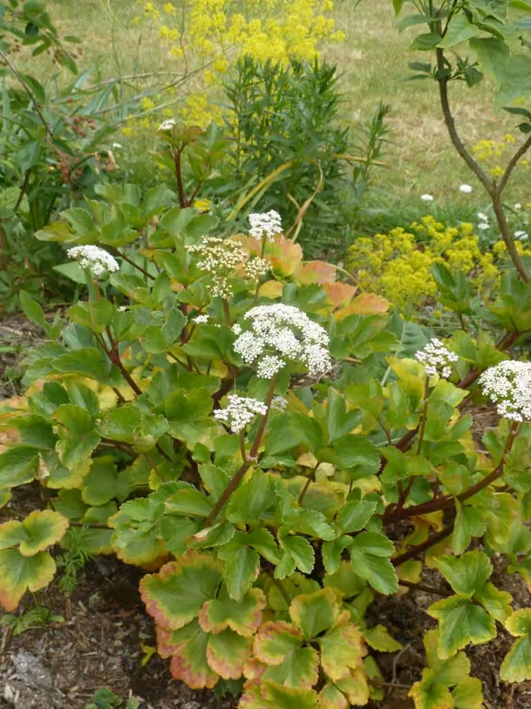 Livèche d'Écosse, photo 1 sur 5